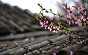 Read more about the article Roofing Tips That Can Save You Money