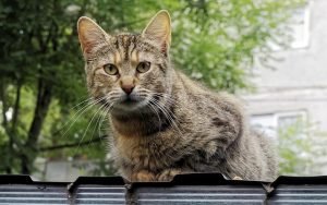 Read more about the article Are You Experiencing Roofing Problems? Read Here!