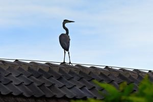 Read more about the article Excellent Advice On Taking Care Of Your Roof