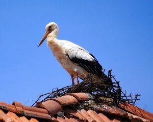 Read more about the article How To Keep Up Easily With Caring For Your Roof