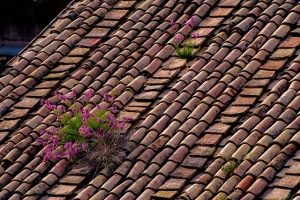 Read more about the article Best Practices For Home Roof Maintenance And Repair
