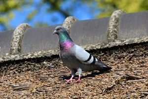 Read more about the article Tips You Can Use With Your New Roof