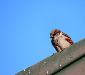 Read more about the article Everything You Need To Know About Picking A Roofing Company